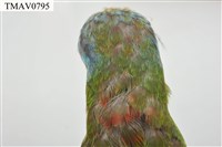 五色鳥藏品圖，第17張